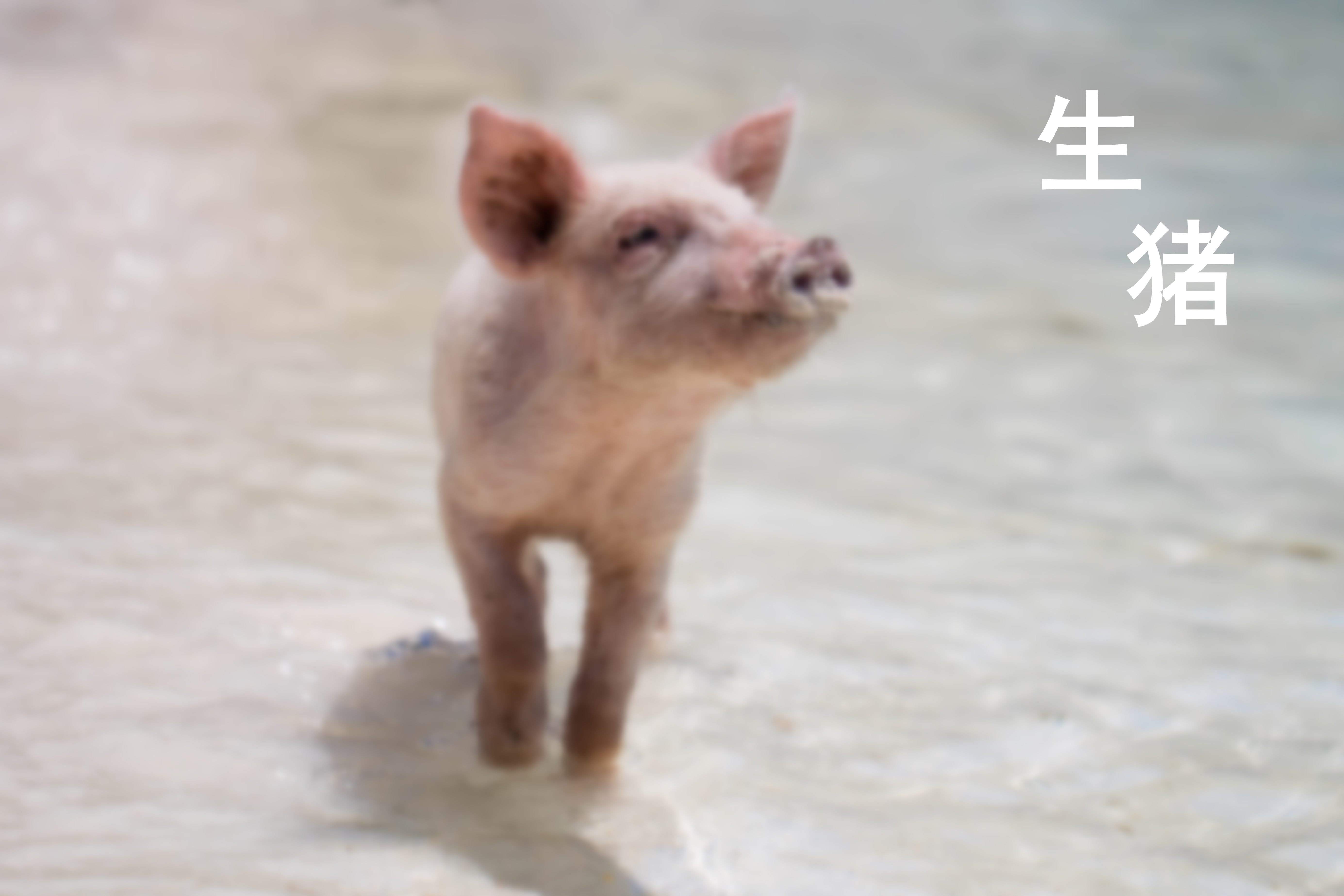 重磅發布|《2024-2025年度中國生豬行業發展與投資分析報告》